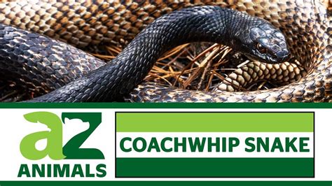 coachwhip snake diet.